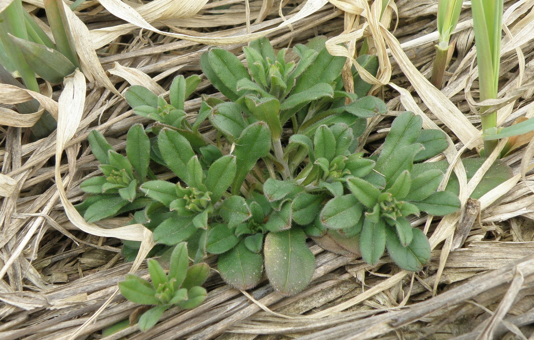 Image of Buglossoides arvensis specimen.