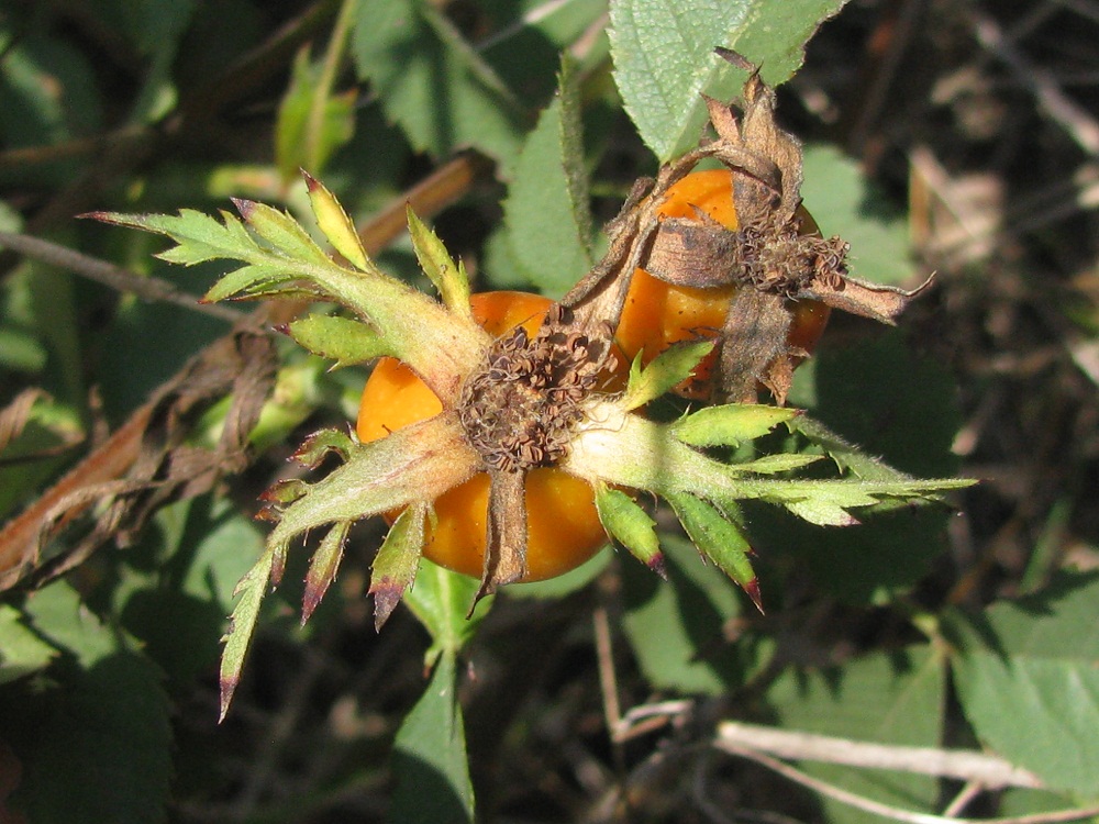 Image of genus Rosa specimen.