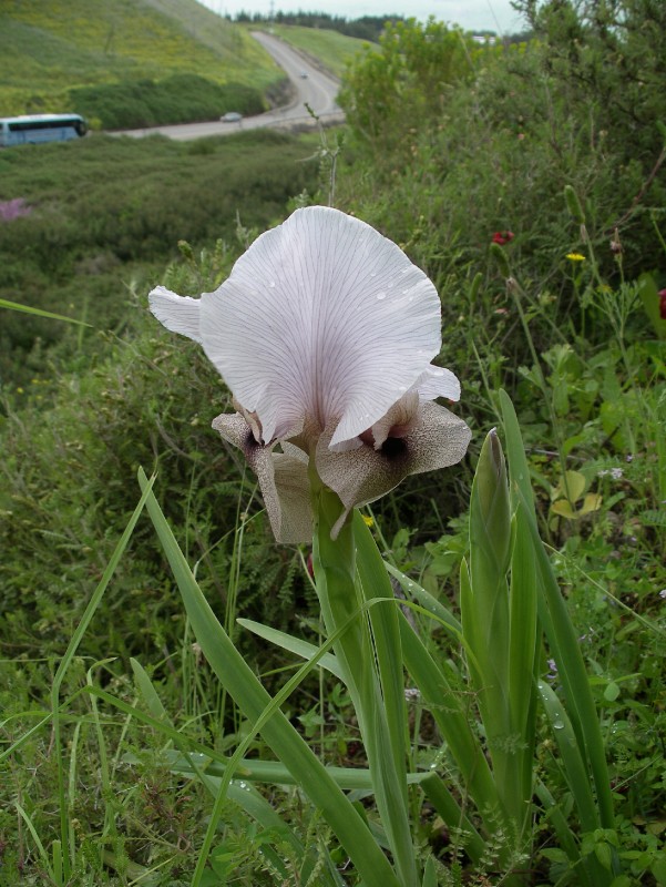 Image of Iris lortetii specimen.