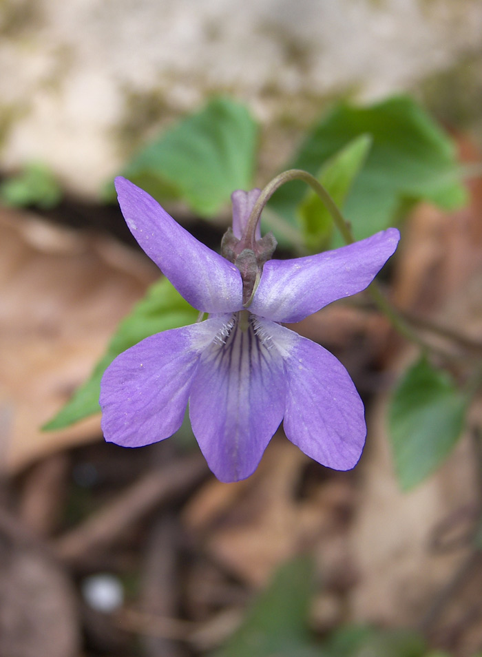 Image of Viola reichenbachiana specimen.