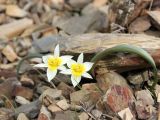 Tulipa turkestanica. Цветущее растение. Узбекистан, хребет Нуратау, Нуратинский заповедник, урочище Хаятсай. 14 апреля 2013 г.