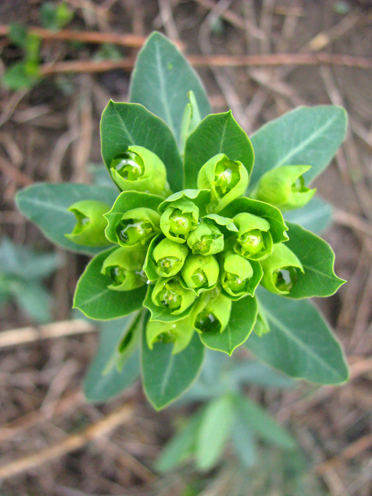 Изображение особи Euphorbia iberica.