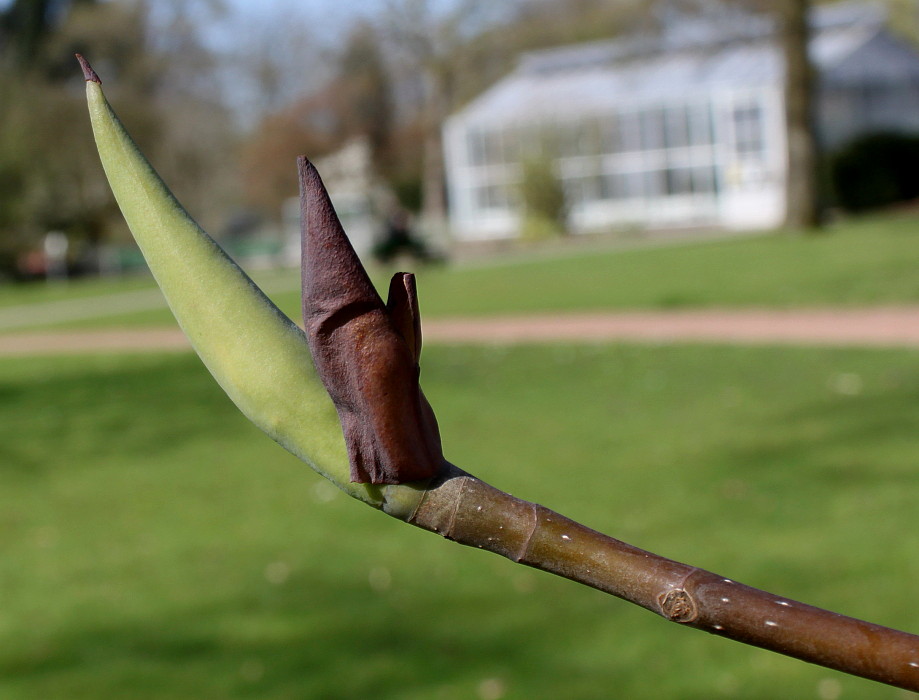 Изображение особи Magnolia tripetala.