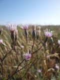 Klasea erucifolia