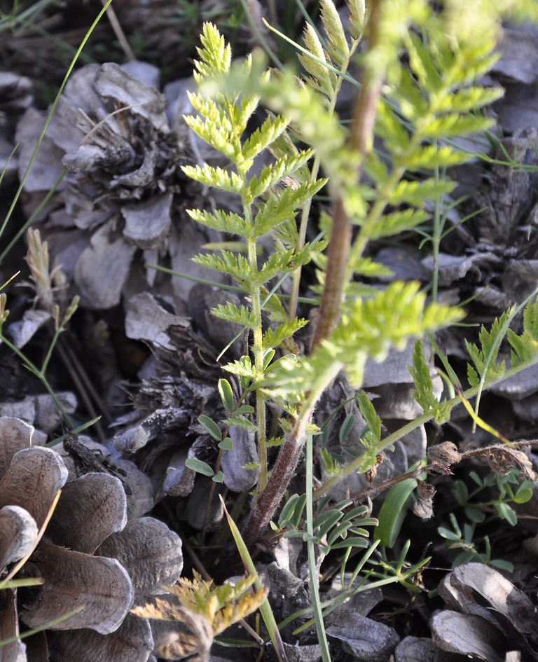 Image of Pyrethrum cinereum specimen.