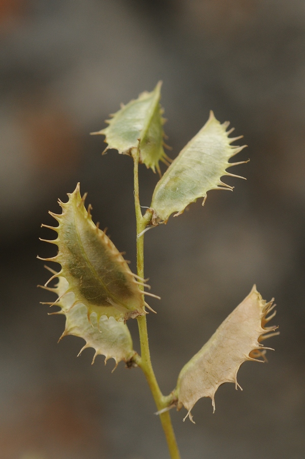 Изображение особи Astragalus schmalhausenii.