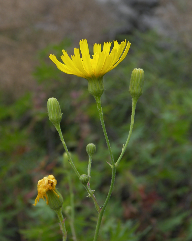 Image of genus Hieracium specimen.