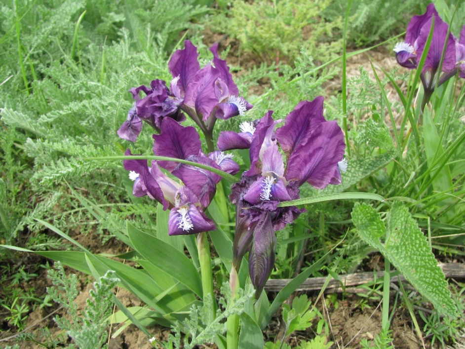 Image of Iris pumila specimen.