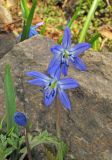 Scilla siberica