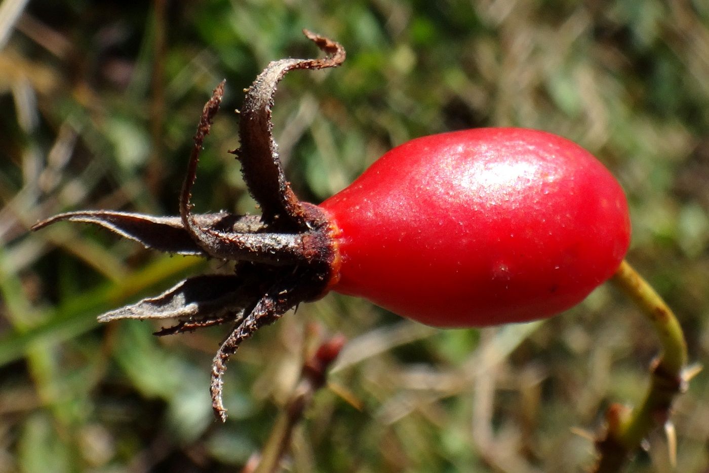 Image of Rosa buschiana specimen.