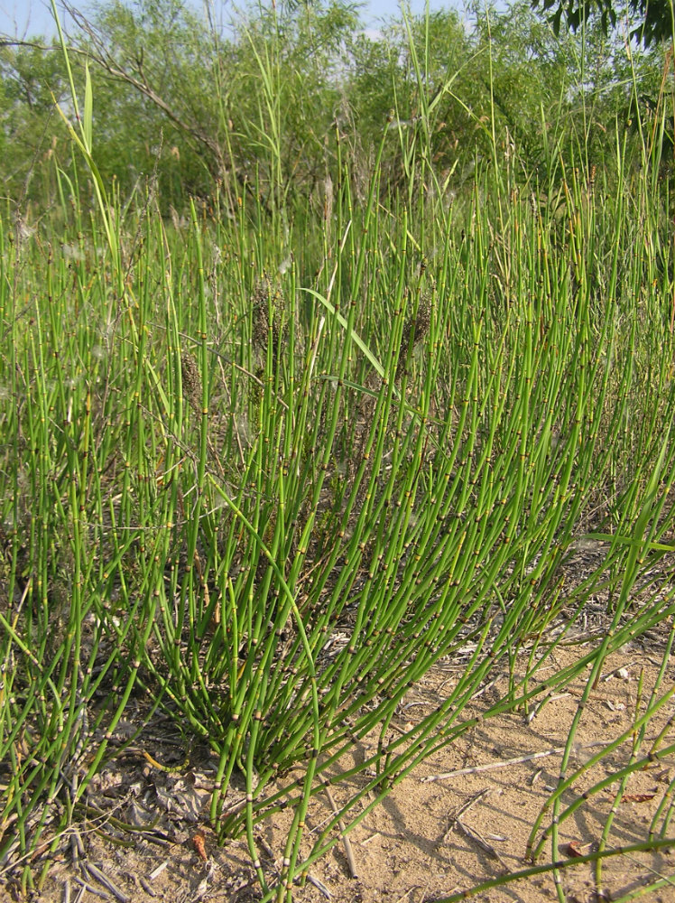 Image of Equisetum &times; moorei specimen.