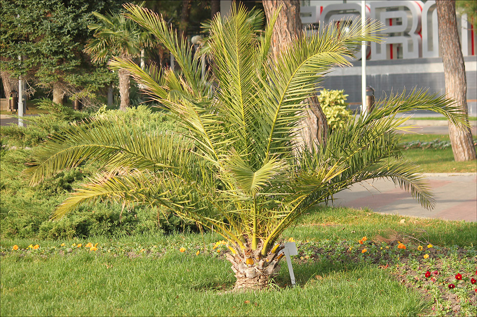 Image of Phoenix canariensis specimen.