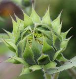 Helianthus annuus. Развивающееся соцветие. Германия, г. Krefeld, Ботанический сад. 20.08.2013.