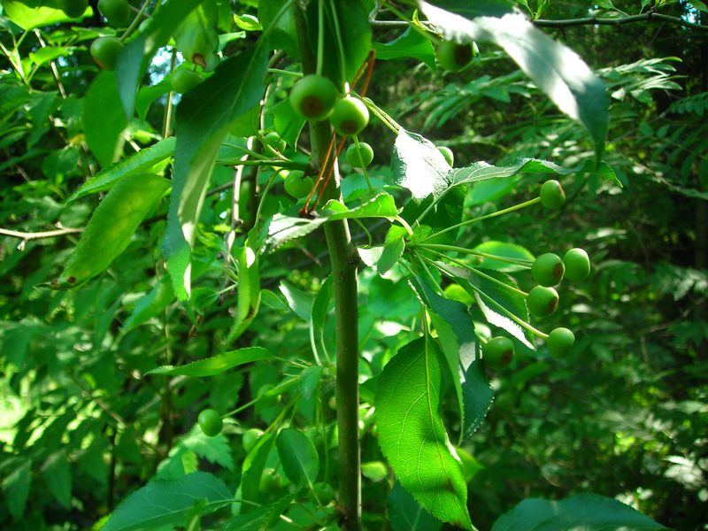 Image of Malus baccata specimen.