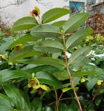 Hypericum calycinum