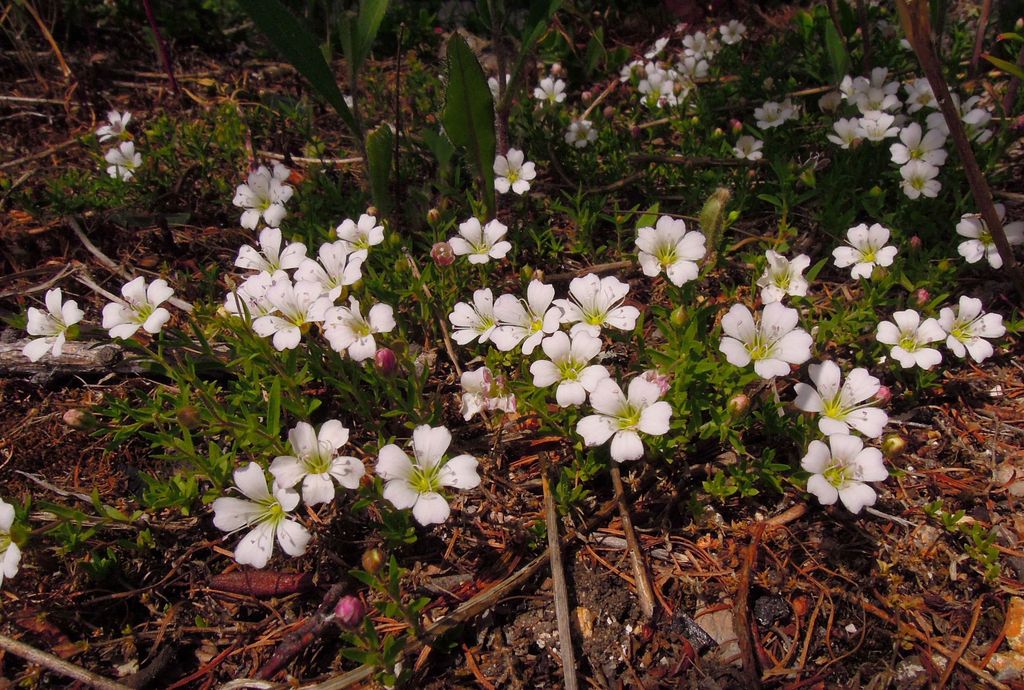 Изображение особи Gypsophila sericea.