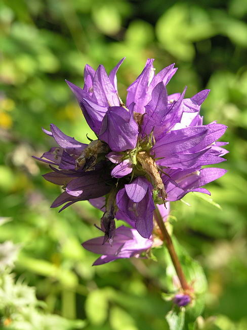 Image of Campanula glomerata specimen.