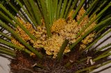 семейство Arecaceae. Соцветия и черешки листьев. Израиль, Шарон, г. Герцлия, в культуре. 22.02.2014.