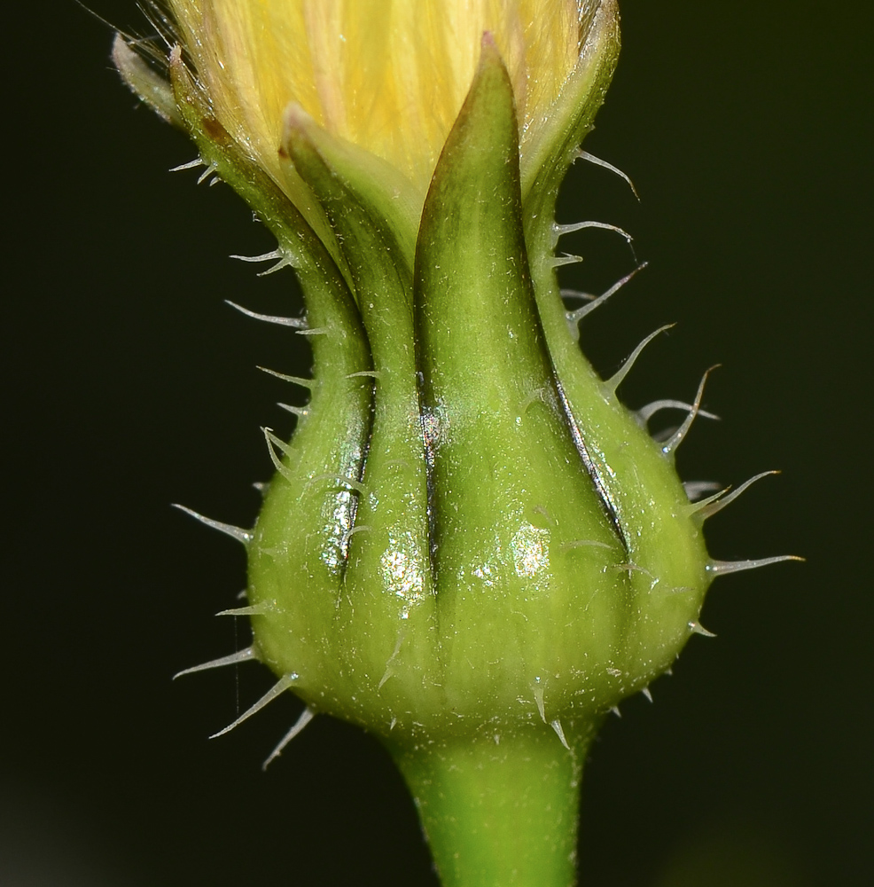 Image of Urospermum picroides specimen.