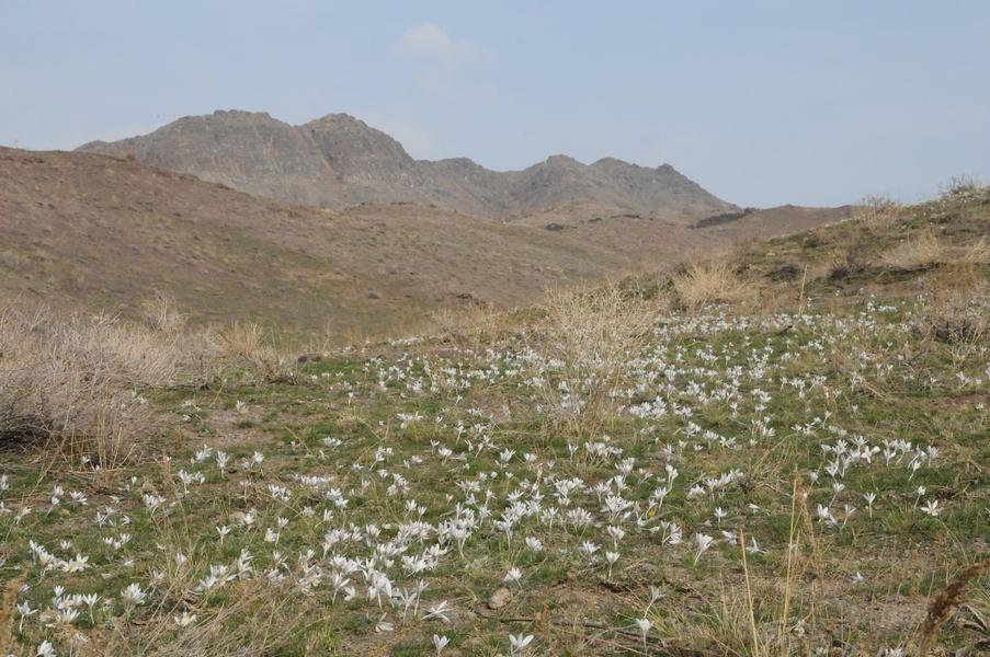 Image of Crocus alatavicus specimen.