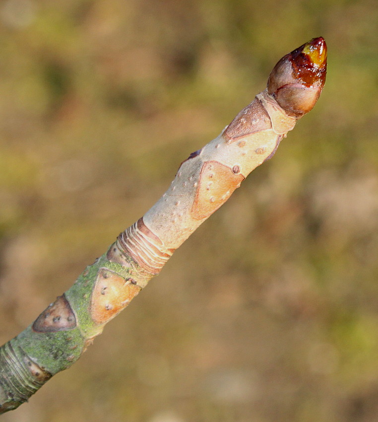 Image of Aesculus turbinata specimen.