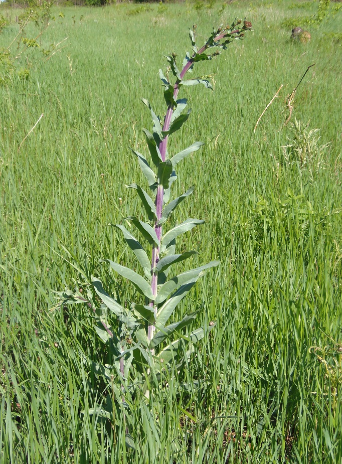 Image of genus Isatis specimen.