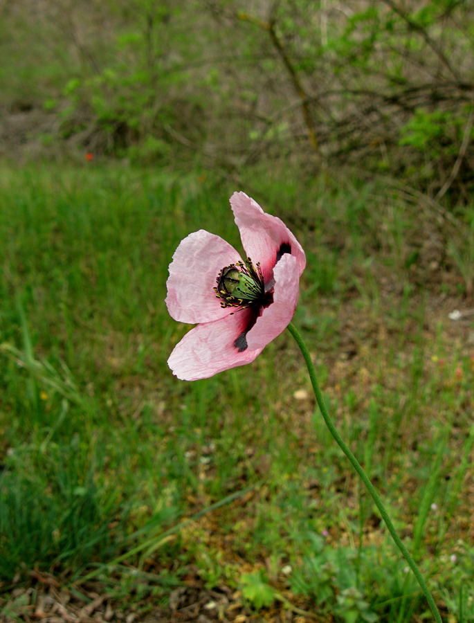 Image of Papaver stevenianum specimen.