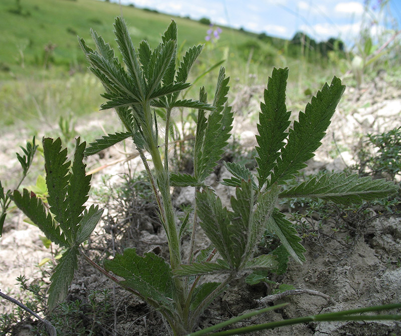 Image of Potentilla recta specimen.