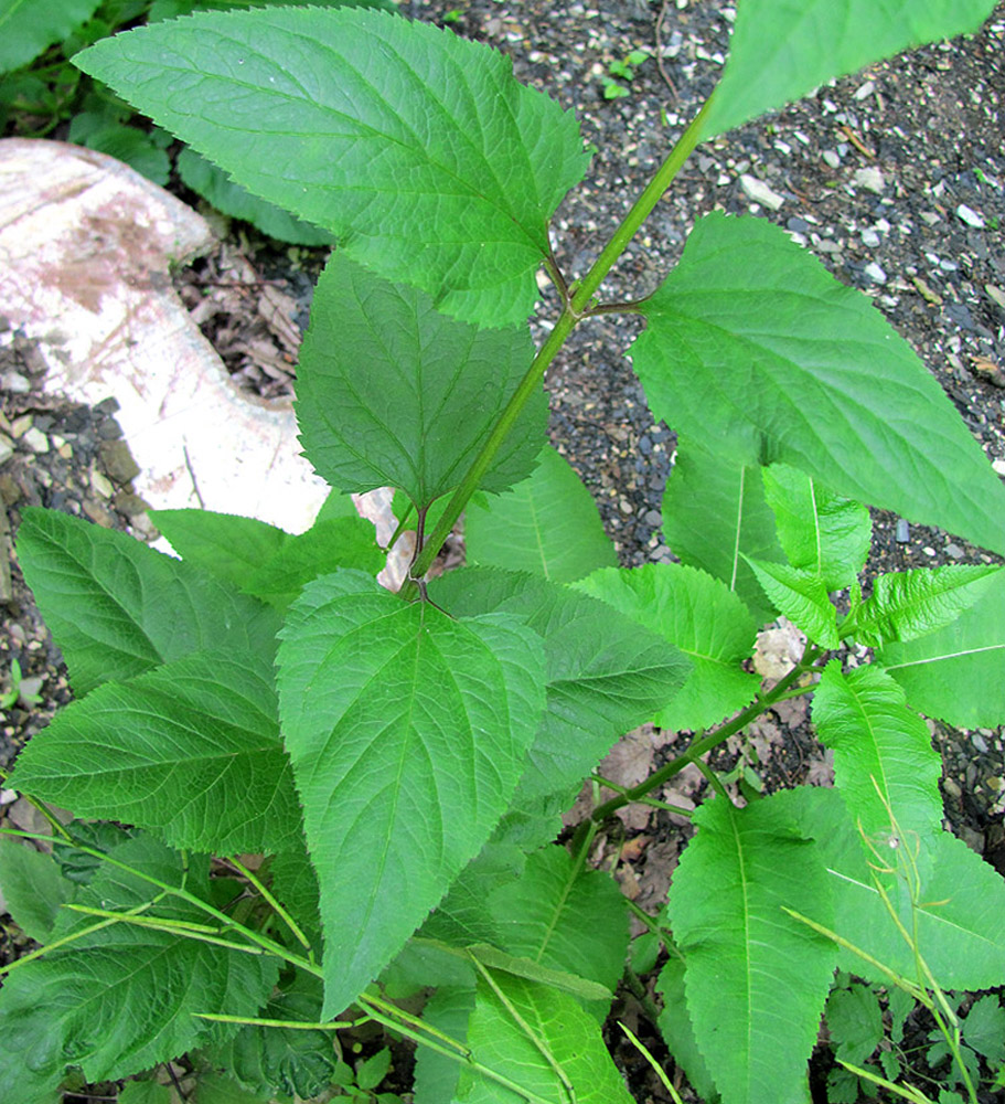 Image of Scrophularia nodosa specimen.