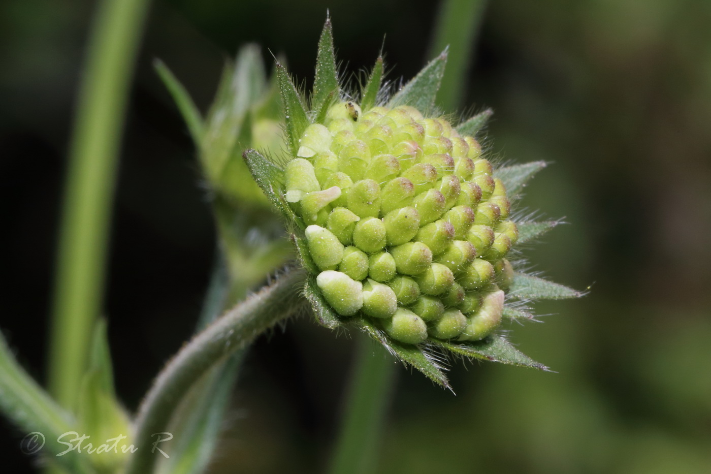 Image of Knautia arvensis specimen.