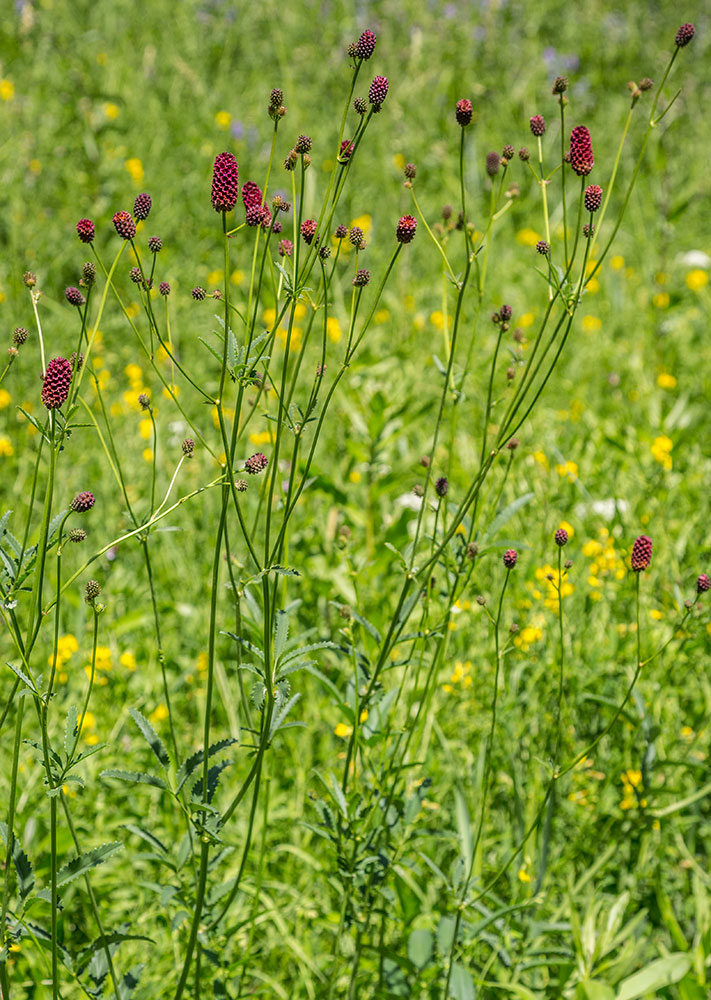 Image of Sanguisorba officinalis specimen.