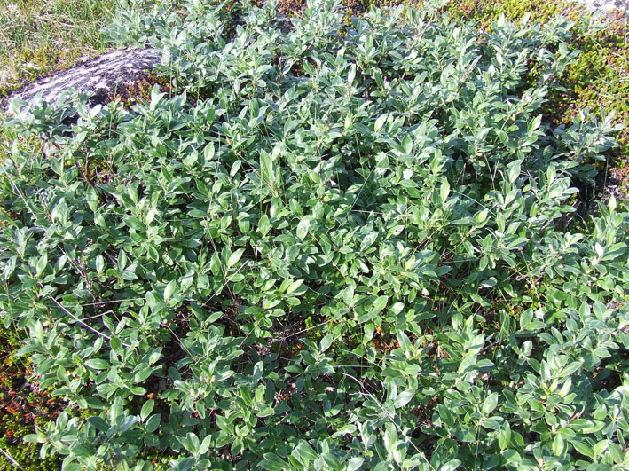 Image of Salix lanata specimen.