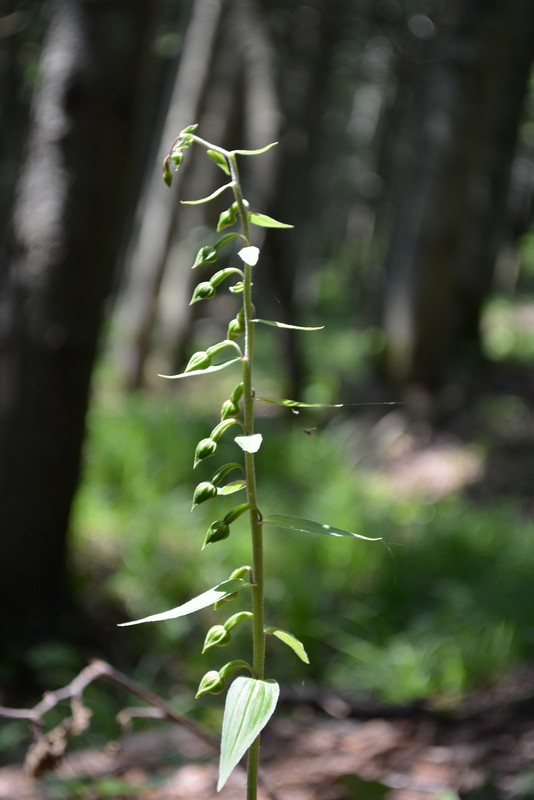 Изображение особи Epipactis papillosa.