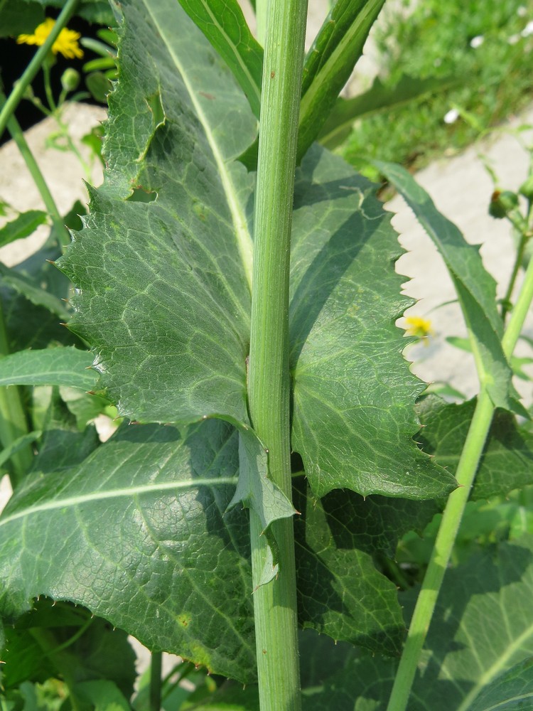 Image of Sonchus arvensis ssp. uliginosus specimen.