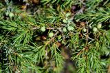 Juniperus oblonga. Верхушка побега с незрелыми шишкоягодами. Карачаево-Черкесия, окр. г. Теберда, долина р. Бадук. 01.08.2014.