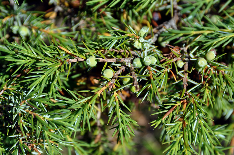 Image of Juniperus oblonga specimen.