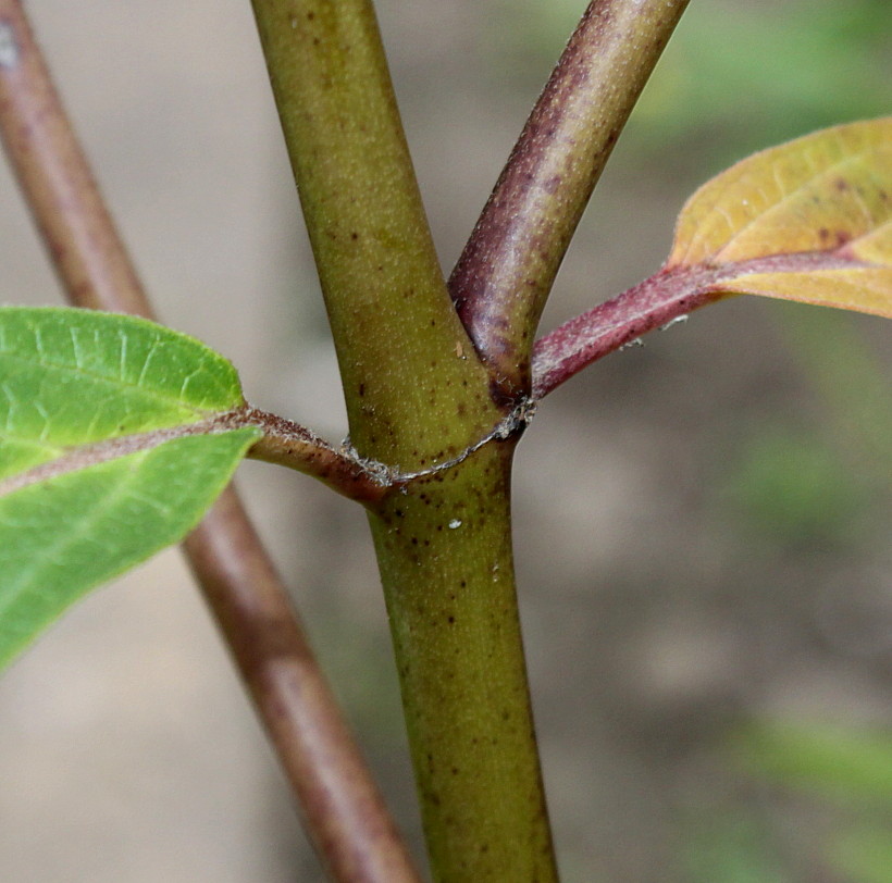 Image of Asclepias incarnata specimen.