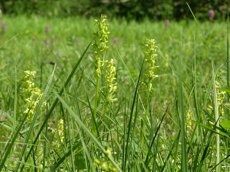 Image of Limnorchis convallariifolia specimen.