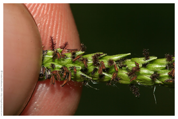 Image of Paspalum dilatatum specimen.