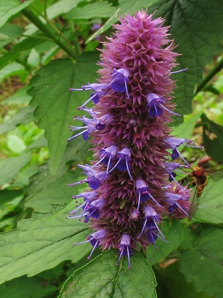 Image of genus Agastache specimen.