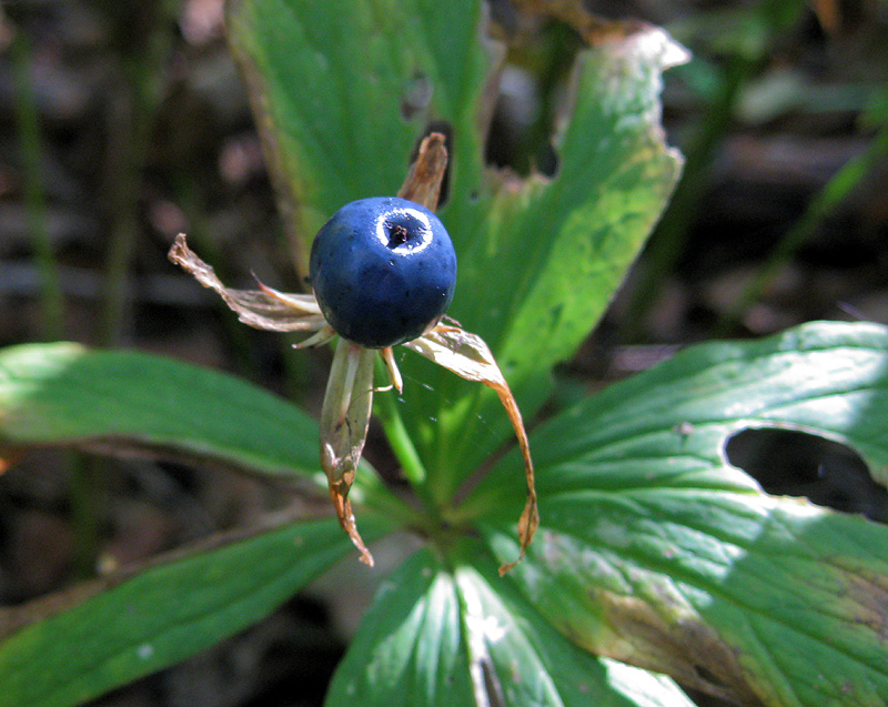 Image of Paris quadrifolia specimen.