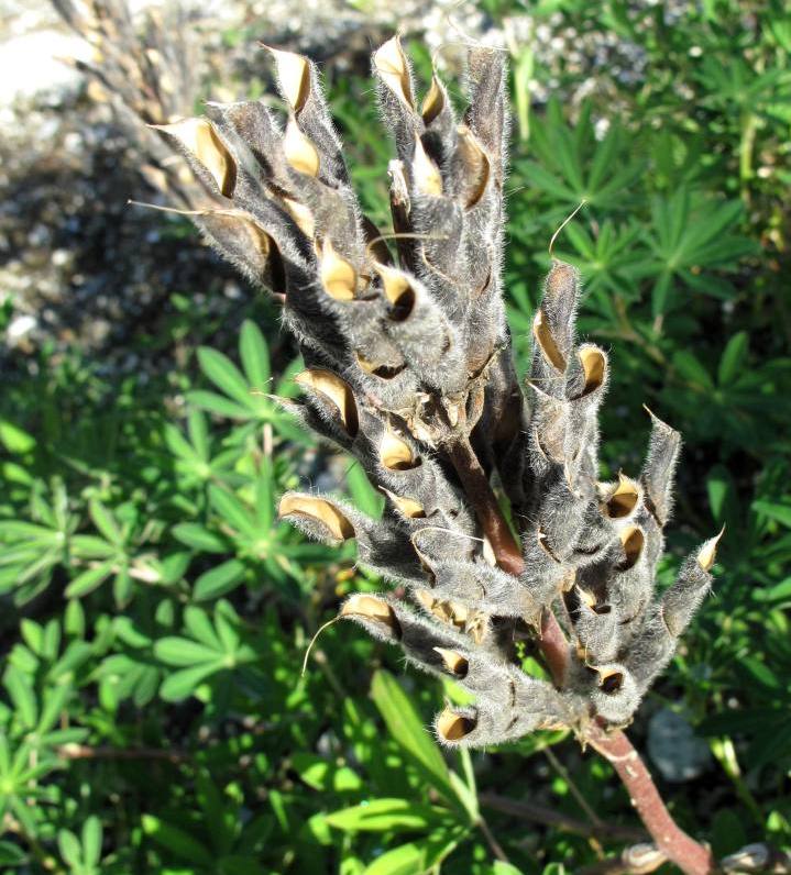 Image of Lupinus nootkatensis specimen.