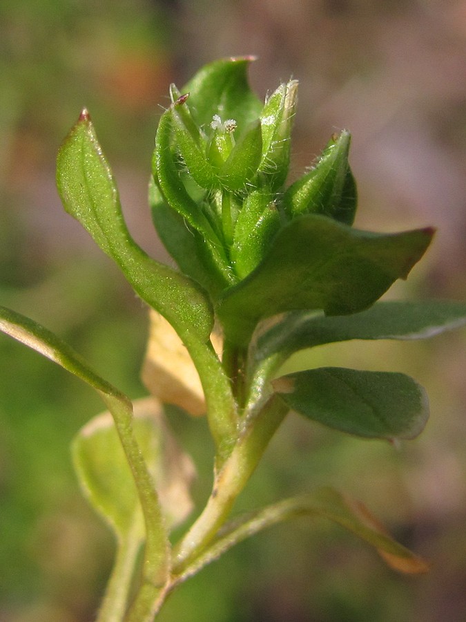 Изображение особи Stellaria pallida.