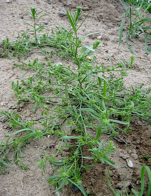 Image of Corispermum sibiricum specimen.