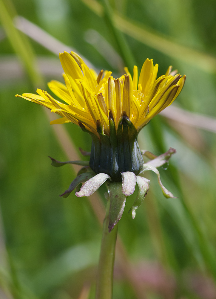 Image of Taraxacum penicilliforme specimen.