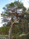 Pinus sylvestris. Взрослое дерево. Архангельская обл., Онежский р-н, Белое море, о-в Кий. 11.06.2014.