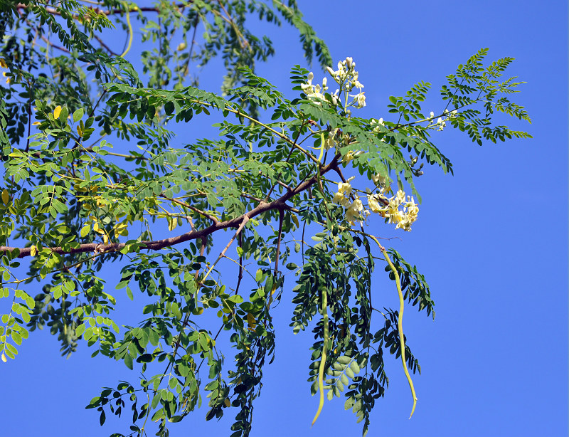 Изображение особи Moringa oleifera.