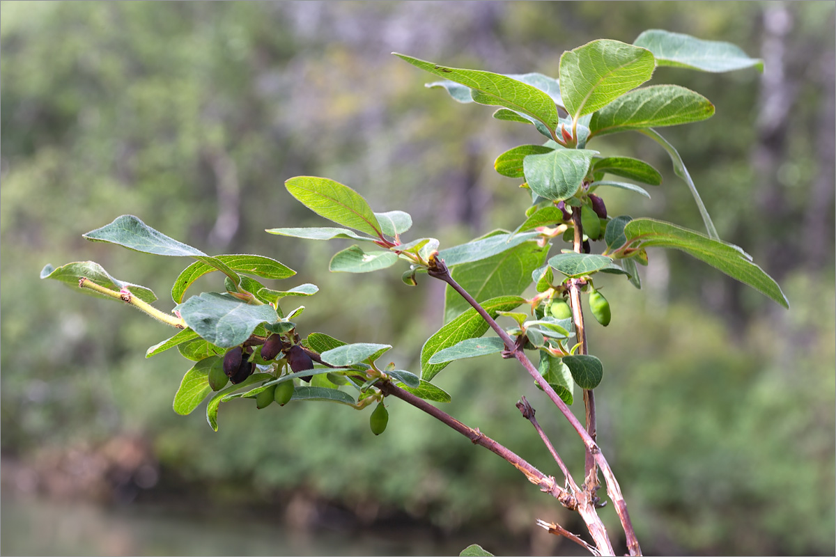 Image of Lonicera &times; subarctica specimen.