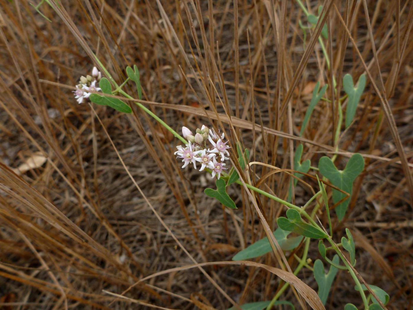 Image of Cynanchum acutum specimen.