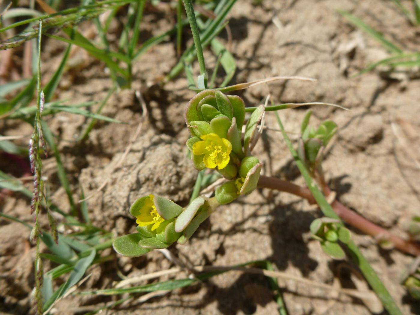 Изображение особи Portulaca oleracea.